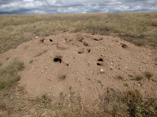GDMBR: Abandoned Ant Colony became a Gopher Colony.